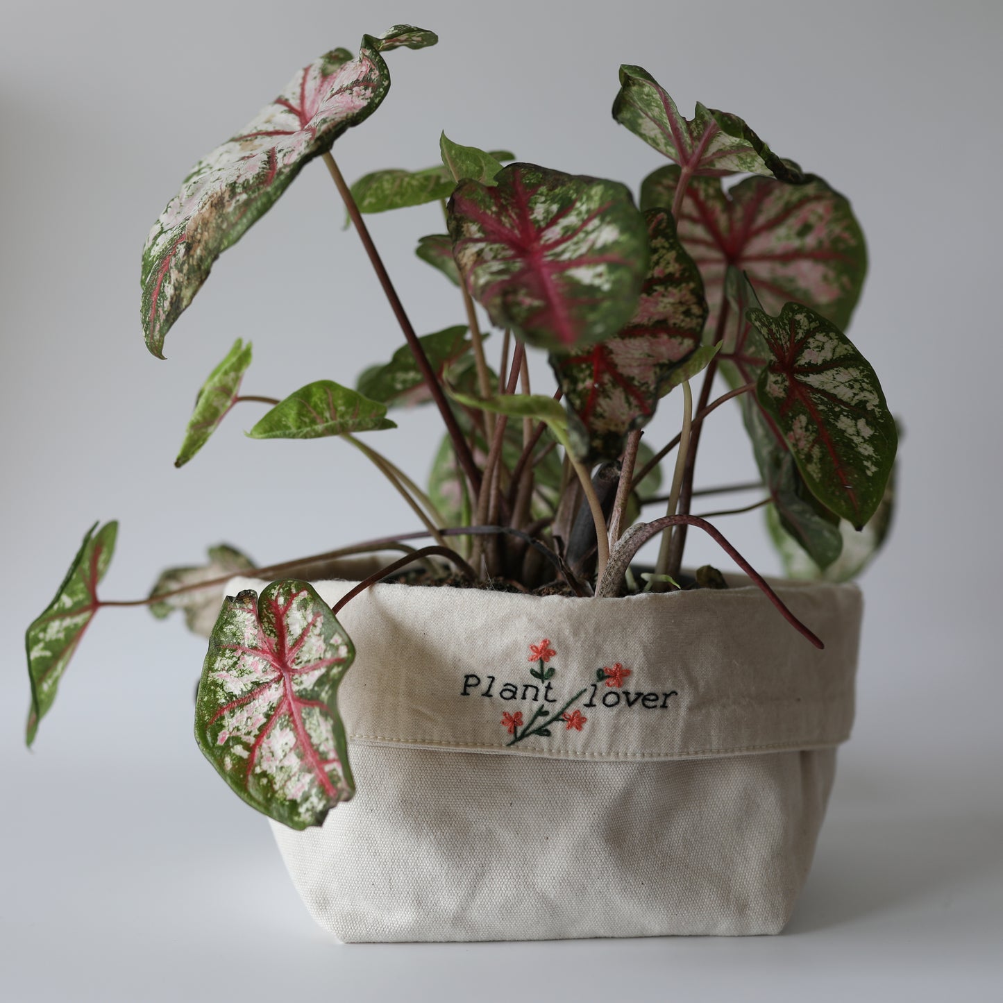 Cache-pot - Plant lover