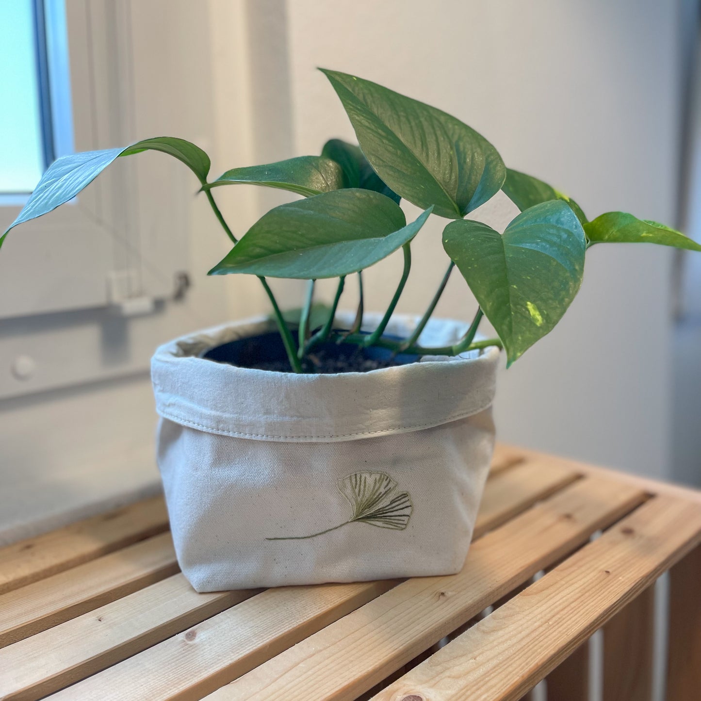 Cache-pot - Ginkgos