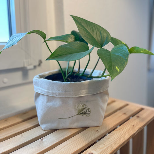 Cache-pot -  Ginkgos