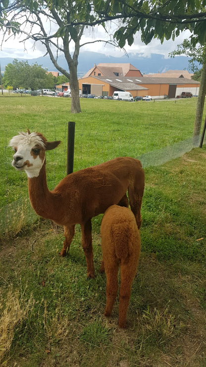 Laine d’alpaga suisse (Pomy) - naturelle
